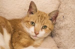 sponsor cat Max